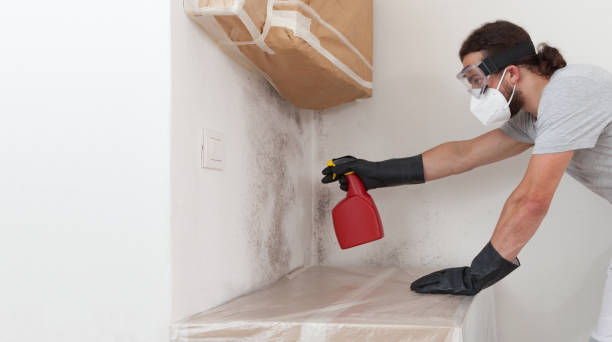 Professional Basement Mold Remediation technician working in Dover, FL