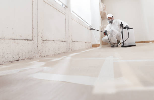 24/7 Emergency Basement Mold Remediation experts in Dover, FL