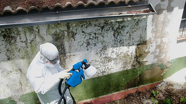 Trusted Black Mold Removal service in Dover, FL - Cheap Mold Removal